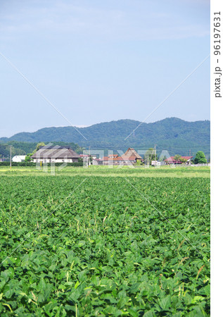 緑色の広い大豆畑の風景 緑色の広い大豆畑の風景 96197631