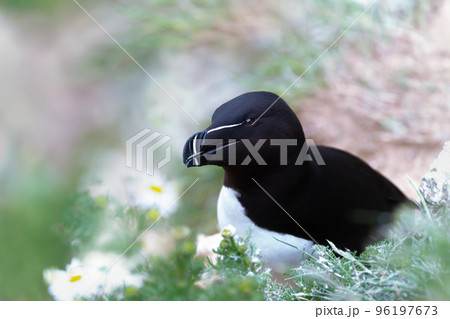 Close up of a Razorbill nesting on a cliff Close up of a Razorbill nesting on a cliff 96197673