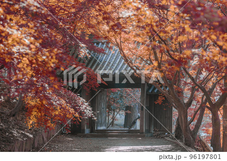 丈六寺の紅葉 二の門 徳島 丈六寺の紅葉 二の門 徳島 96197801