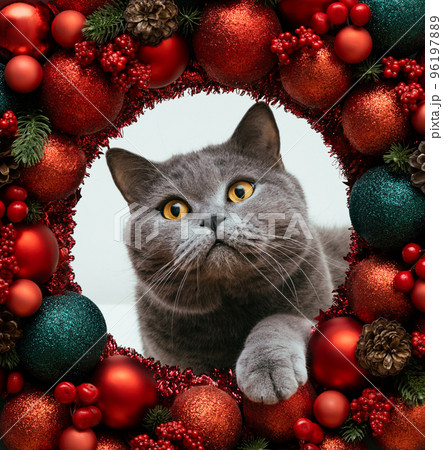 British cat peeks out of a round hole of Christmas red baubles.. Cute grey cat in a Christmas wreath or frame. New Year greeting card. Symbol of the year. 96197889