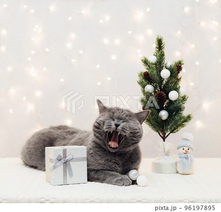 British cat yawns. Cute cat and Christmas decorations on a white background with bokeh lights. Copy space. Chinese New Year 2023 symbol. 96197895