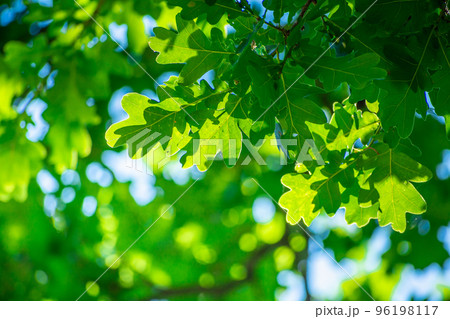 Branch with green oak leaves and sunlight Branch with green oak leaves and sunlight 96198117