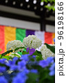 鎌倉長谷寺の紫陽花 96198166