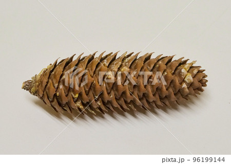 写真　物撮り　ドイツトヒのマツボックリ　鳩時計のおもりはドイツトウヒをまねする 96199144