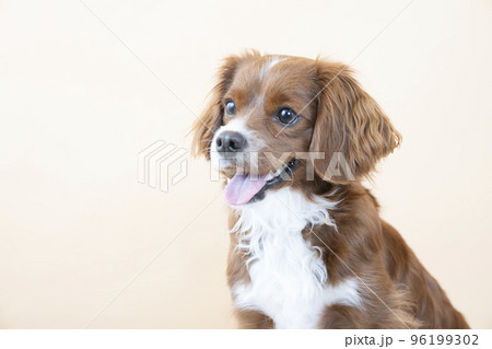 ミックス犬のバストアップ 96199302