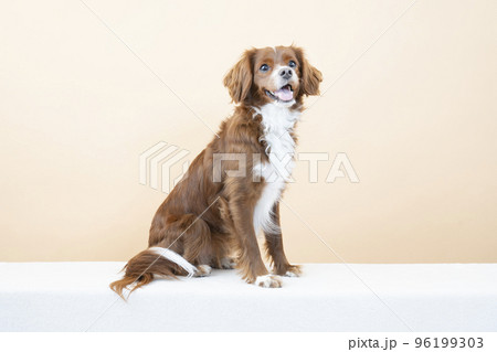 お座りして微笑むミックス犬 96199303