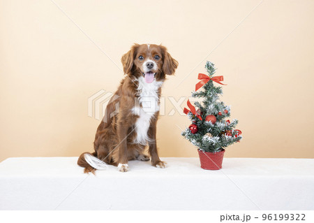 クリスマスツリーとお座りして微笑む犬 96199322
