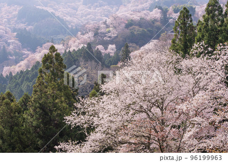 吉野山の千本桜 一目千本桜 日本一の花見名所 世界遺産の観光地 奈良観光スポット 吉野山の千本桜 一目千本桜 日本一の花見名所 世界遺産の観光地 奈良観光スポット 96199963