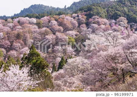 吉野山の千本桜 一目千本桜 日本一の花見名所 世界遺産の観光地 奈良観光スポット 吉野山の千本桜 一目千本桜 日本一の花見名所 世界遺産の観光地 奈良観光スポット 96199971