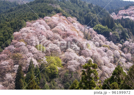 吉野山の千本桜　一目千本桜　日本一の花見名所　世界遺産の観光地　奈良観光スポット　 96199972