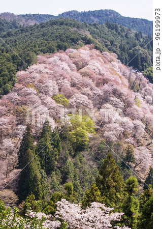 吉野山の千本桜 一目千本桜 日本一の花見名所 世界遺産の観光地 奈良観光スポット 吉野山の千本桜 一目千本桜 日本一の花見名所 世界遺産の観光地 奈良観光スポット 96199973