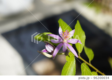 スイレンボクの紫の花の写真 スイレンボクの紫の花の写真 96200034