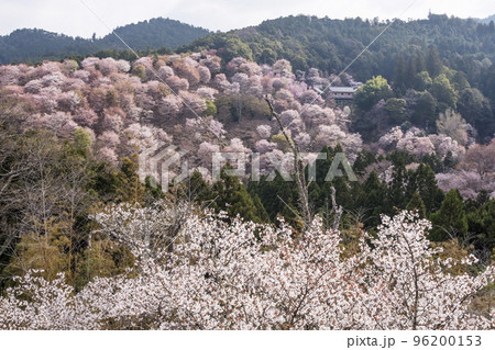 吉野山の千本桜 一目千本桜 日本一の花見名所 世界遺産の観光地 奈良観光スポット 吉野山の千本桜 一目千本桜 日本一の花見名所 世界遺産の観光地 奈良観光スポット 96200153