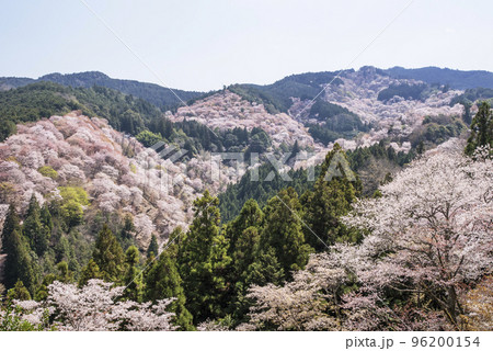 吉野山の千本桜　一目千本桜　日本一の花見名所　世界遺産の観光地　奈良観光スポット　 96200154