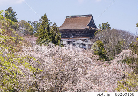 吉野山の桜 金峯山寺 日本一の花見名所 世界遺産の観光地 奈良観光スポット 吉野山の桜 金峯山寺 日本一の花見名所 世界遺産の観光地 奈良観光スポット 96200159