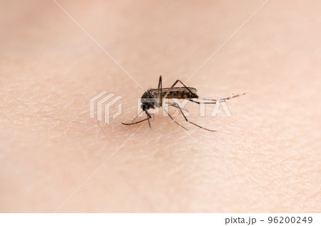 Carry zika virus mosquito Carry zika virus mosquito 96200249