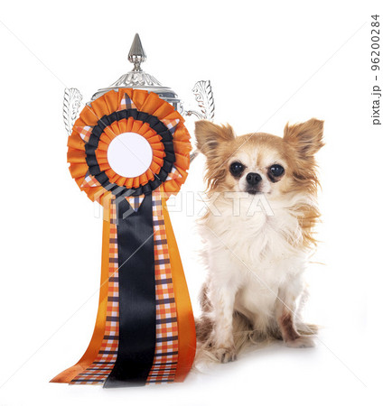 winner dog in studio winner dog in studio 96200284