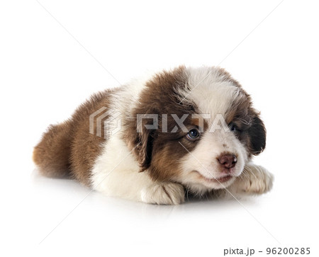 Miniature American Shepherd Miniature American Shepherd 96200285