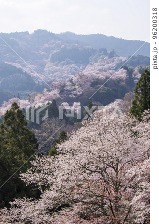 吉野山の千本桜　一目千本桜　日本一の花見名所　世界遺産の観光地　奈良観光スポット　 96200318