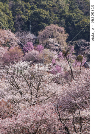 吉野山の千本桜 一目千本桜 桜と如意輪寺 日本一の花見名所 世界遺産の観光地 奈良観光スポット 吉野山の千本桜 一目千本桜 桜と如意輪寺 日本一の花見名所 世界遺産の観光地 奈良観光スポット 96200319
