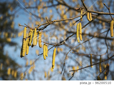 yellow pods of the common hazel tree 96200510