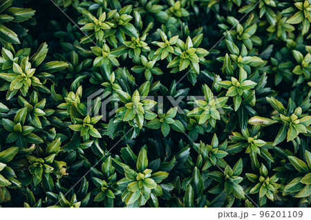 Japanese pachysandra or Pachysandra terminalis. Beautiful nature Green plant background. Japanese pachysandra or Pachysandra terminalis. Beautiful nature Green plant background. 96201109