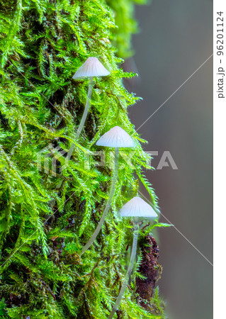 White mushrooms in the forest, Mycena piringa mushrooms 96201124