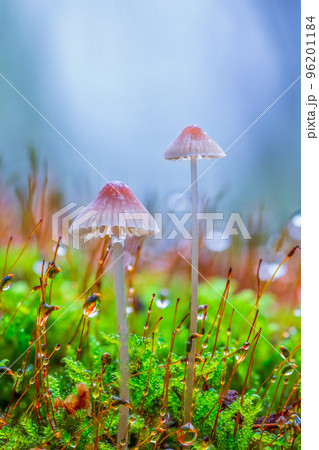 White mushrooms in the forest, Mycena piringa mushrooms White mushrooms in the forest, Mycena piringa mushrooms 96201184