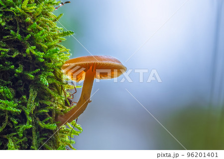 Closeup shot of mushroom growing on a moss 96201401