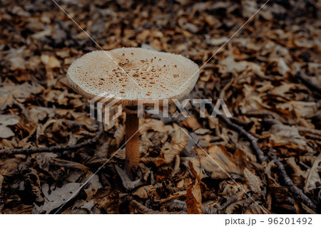 Parasol mushroom - Macrolepiota procera on autumn leaves in forest, close-up view. Harvest, fungi Parasol mushroom - Macrolepiota procera on autumn leaves in forest, close-up view. Harvest, fungi 96201492