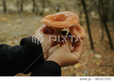 Young saffron milk cap - Lactarius deliciosus in mushroom picker hands on forest background, close Young saffron milk cap - Lactarius deliciosus in mushroom picker hands on forest background, close 96201505