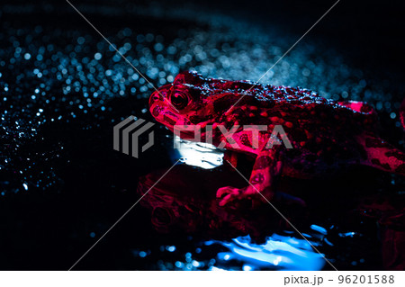 Wild ground toad under rain drops, close-up night shot, blue neon colorful light. Natterjack 96201588