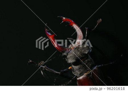 Beautiful insect listed in Red List, largest rare male stag in europe - Lucanus cervus. Horned Beautiful insect listed in Red List, largest rare male stag in europe - Lucanus cervus. Horned 96201618
