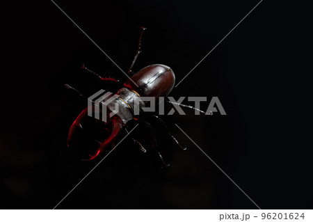 Beautiful insect listed in Red List, largest rare male stag in europe - Lucanus cervus. Horned Beautiful insect listed in Red List, largest rare male stag in europe - Lucanus cervus. Horned 96201624