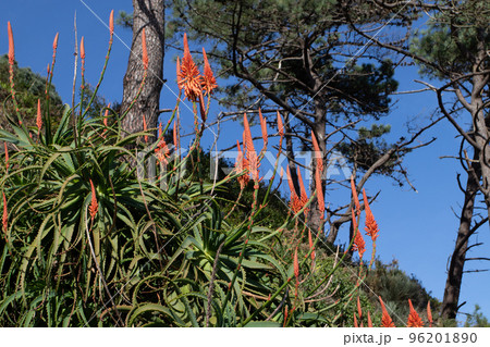 Aloe arborescens, the krantz aloe or candelabra aloe plant Aloe arborescens, the krantz aloe or candelabra aloe plant 96201890