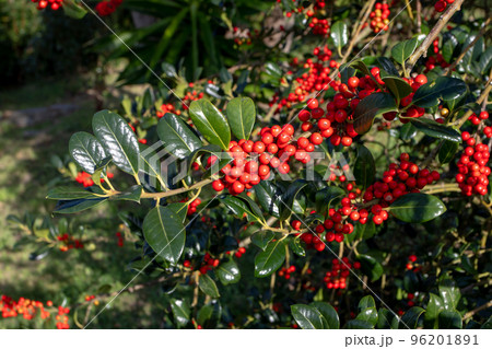 Ilex aquifolium, the holly, common holly, English holly, European holly or Christmas holly plant 96201891