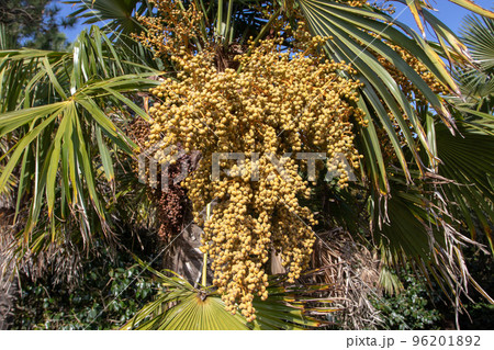 Trachycarpus fortunei, the Chinese windmill palm, windmill palm or Chusan palm fruits closeup Trachycarpus fortunei, the Chinese windmill palm, windmill palm or Chusan palm fruits closeup 96201892