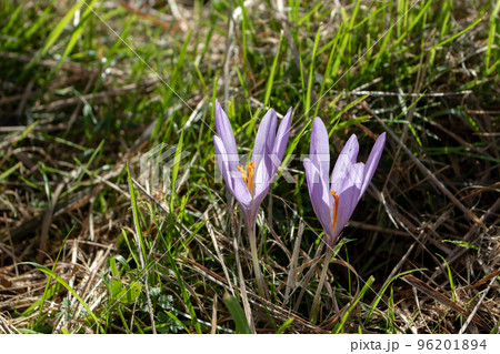 Colchicum autumnale, autumn crocus, meadow saffron flowers Colchicum autumnale, autumn crocus, meadow saffron flowers 96201894