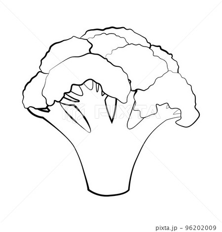 Broccoli in a thin line. Vector on a white background 96202009