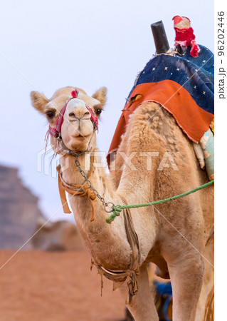 Camel with saddle in Jordan desert 96202446