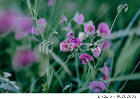 Close view of Lathyrus peavines in field, beautiful purple flowers among grass, cold calm natural background Close view of Lathyrus peavines in field, beautiful purple flowers among grass, cold calm natural background 96202658