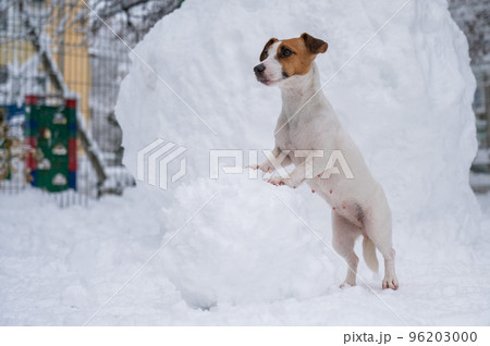 Jack Russell Terrier dog making a snowman outdoors in winter. Jack Russell Terrier dog making a snowman outdoors in winter. 96203000