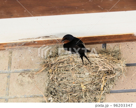 道の駅たのうらのツバメの巣 熊本県葦北郡芦北町田浦 道の駅たのうらのツバメの巣 熊本県葦北郡芦北町田浦 96203347