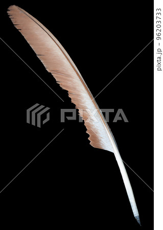 Feather quill pen. Isolated on black. 96203733