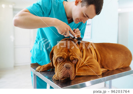 Young man veterinarian examining dog on table in veterinary clinic. Medicine,animals, health care 96203764