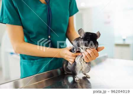 Chinchilla at veterinary - Veterinarian holding chinchilla and examining her in clinic. Chinchilla at veterinary - Veterinarian holding chinchilla and examining her in clinic. 96204019