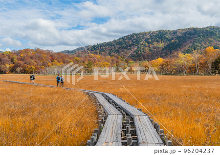 燃える秋 紅葉に色づく尾瀬 燃える秋 紅葉に色づく尾瀬 96204237