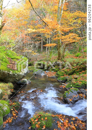 飛騨せせらぎ街道の秋 96204238