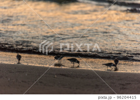 千里浜なぎさドライブウェイの野鳥 96204415