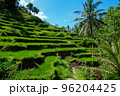 Rice terraces, rice sprouts. Palm trees, jungle. Blossoming life. Bali. 96204425